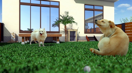 pet.jpg